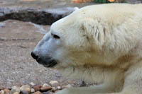ours polaire.jpg